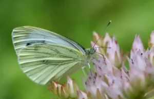 White butterfly on pink flowers.