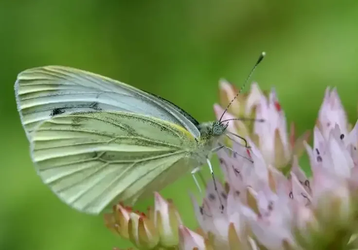 White butterfly on pink flowers.